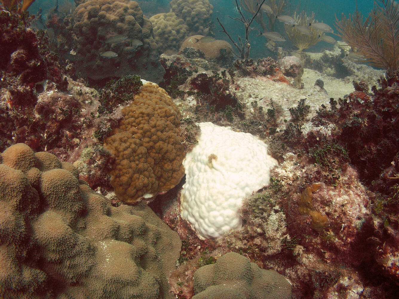 Coral bleaching in the Fl. Keys National Marine Sanctuary, Oct